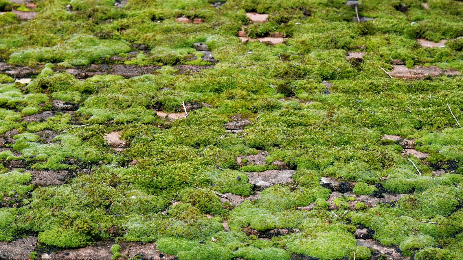 Roof cleaning and moss removal